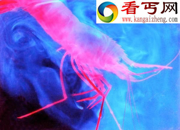 深海罕见发光生物看上去就像来自外星一样