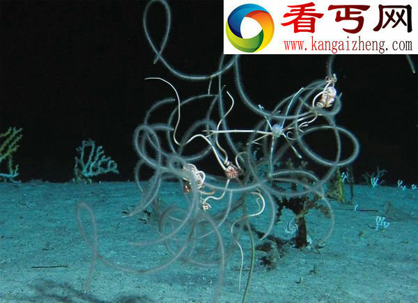 深海罕见发光生物看上去就像来自外星一样
