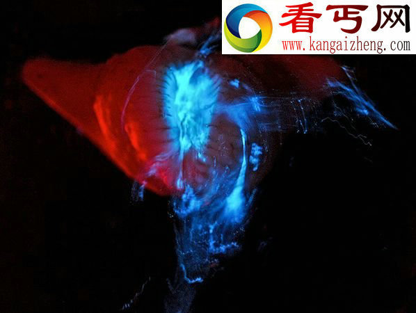 深海罕见发光生物看上去就像来自外星一样