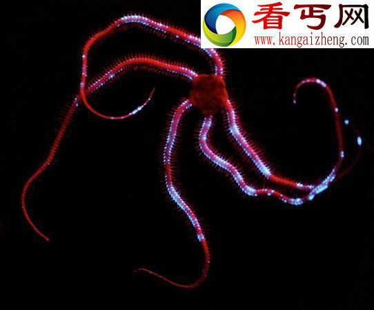 深海罕见发光生物看上去就像来自外星一样