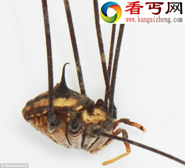 奇异的穴居盲蛛腿长达33厘米