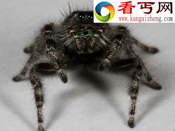科学家新发现以360度视角看世界的八只眼蜘蛛
