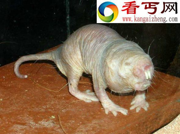 秃毛动物大盘点貌似外星人的无毛猫