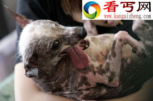 秃毛动物大盘点貌似外星人的无毛猫