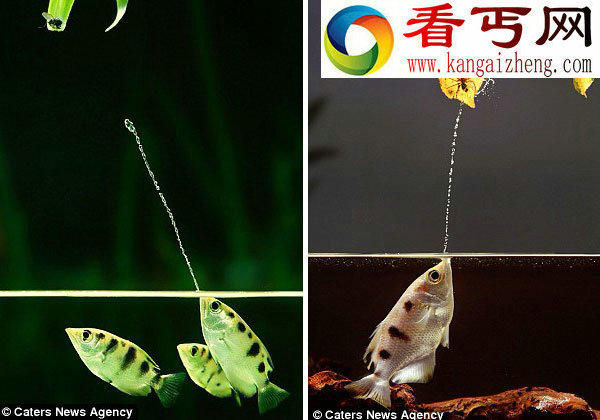 射水鱼喷射水柱捕食瞬间