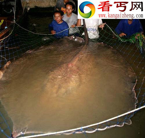 男子钓上英国最大鱼 盘点世界上最大的淡水鱼