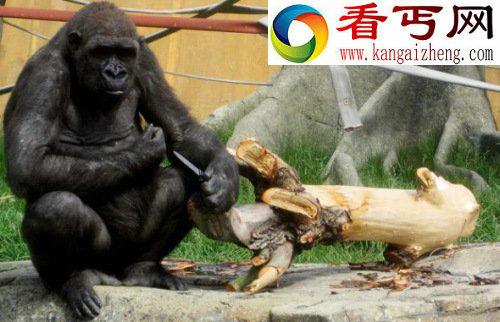 盘点动物奇闻俄罗斯熊会吹喇叭