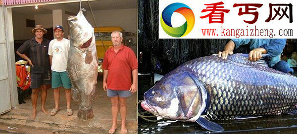 男子钓上英国最大鱼 盘点世界上最大的淡水鱼