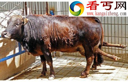 盘点动物奇闻俄罗斯熊会吹喇叭