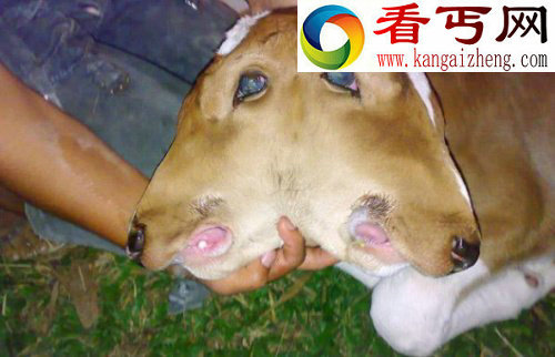 盘点动物奇闻俄罗斯熊会吹喇叭