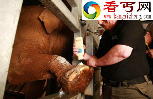 盘点动物奇闻俄罗斯熊会吹喇叭