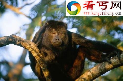 盘点动物的叫声最响的大嗓门