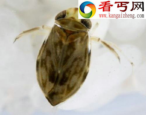 盘点动物的叫声最响的大嗓门