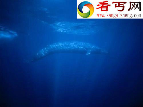 盘点动物的叫声最响的大嗓门