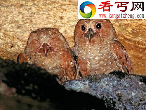 盘点动物的叫声最响的大嗓门