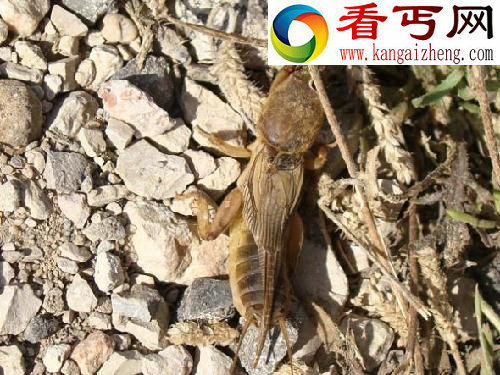 盘点动物的叫声最响的大嗓门
