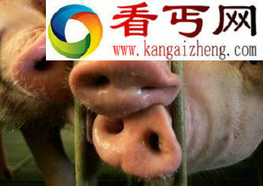 绝顶聪明的10种动物