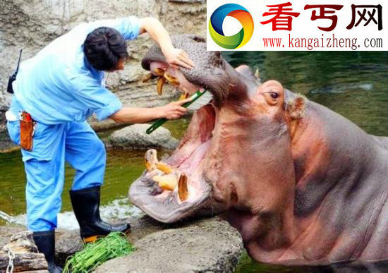 动物的故事:享受“销魂服务”