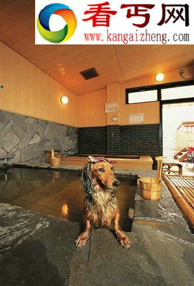 动物的故事:享受“销魂服务”