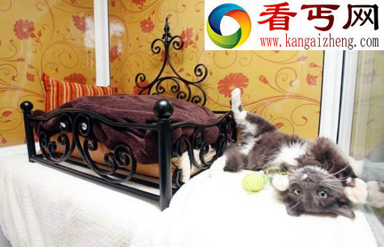 动物的故事:享受“销魂服务”