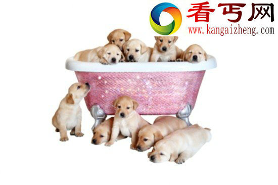 动物的故事:享受“销魂服务”