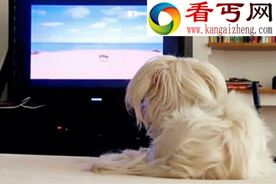 动物的故事:享受“销魂服务”