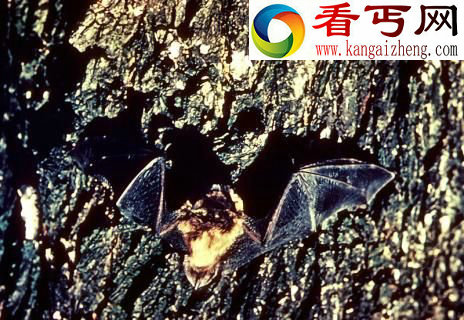 动物是怎么睡觉的?盘点动物世界的睡神