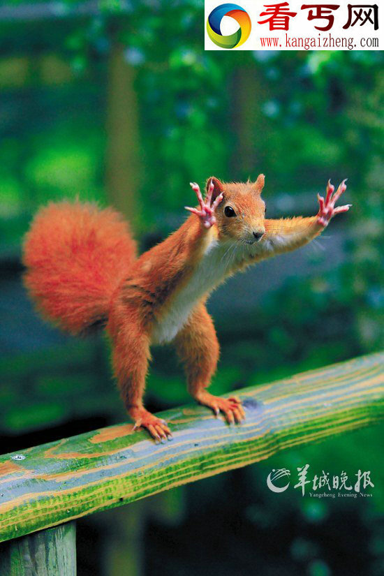 动物是怎么睡觉的?盘点动物世界的睡神