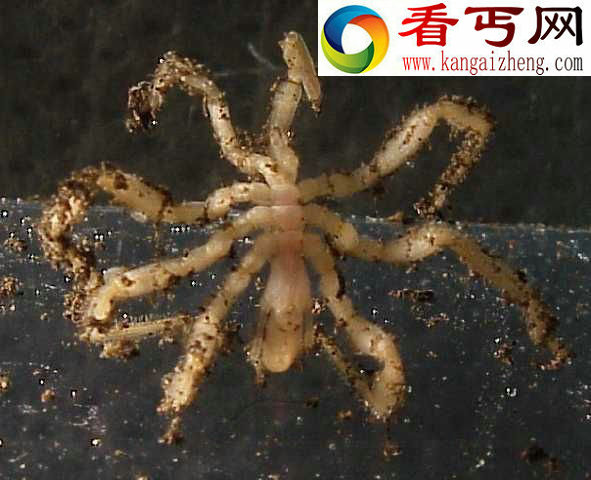 盘点那些前所未见的神秘动物