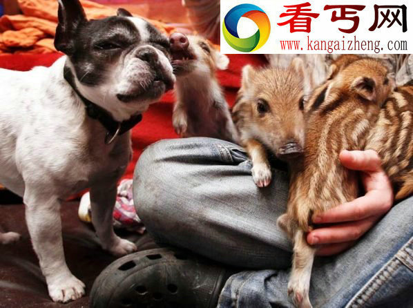 动物跨种族爱情 老鼠爱上猫