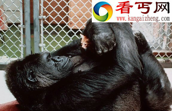 动物跨种族爱情 老鼠爱上猫