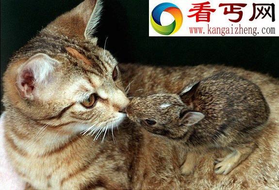 动物跨种族爱情 老鼠爱上猫