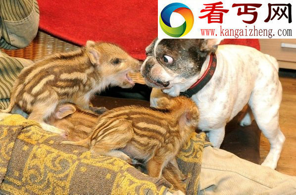 动物跨种族爱情 老鼠爱上猫