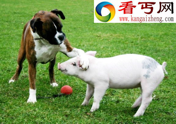 动物跨种族爱情 老鼠爱上猫