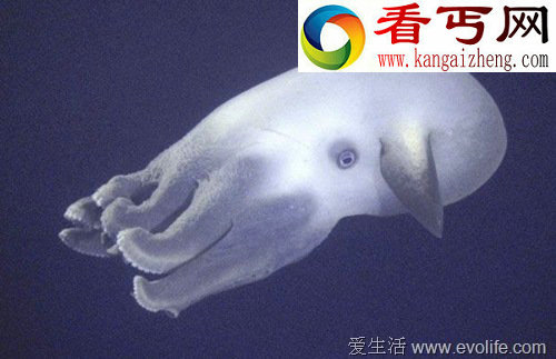 全球神秘奇异动物大盘点