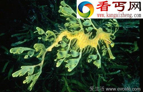 全球神秘奇异动物大盘点