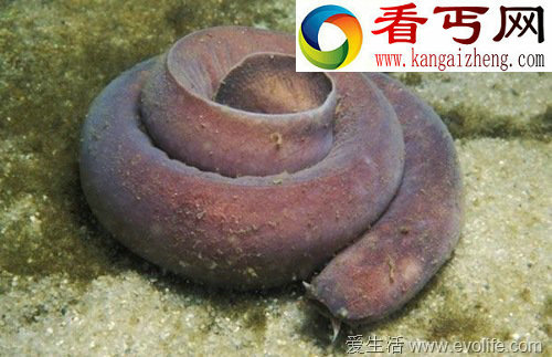 全球神秘奇异动物大盘点