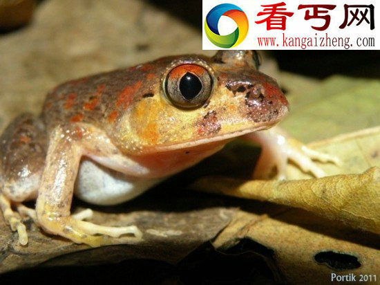 新两栖青蛙物种身体透明宛如玻璃