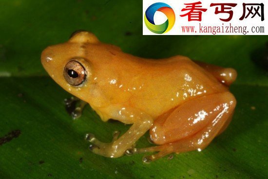新两栖青蛙物种身体透明宛如玻璃
