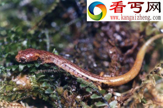 新两栖青蛙物种身体透明宛如玻璃