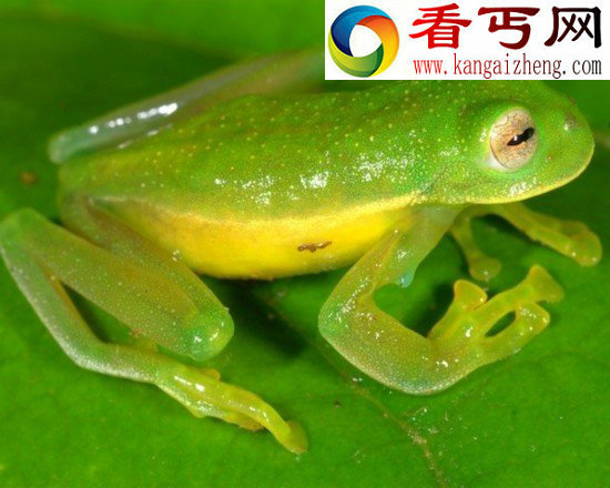 新两栖青蛙物种身体透明宛如玻璃