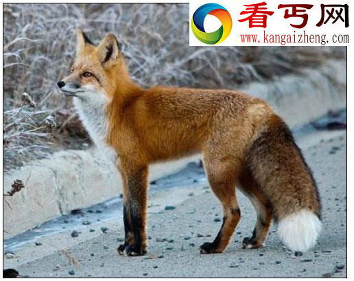 盘点12种北极动物