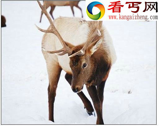 盘点12种北极动物