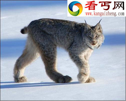 盘点12种北极动物