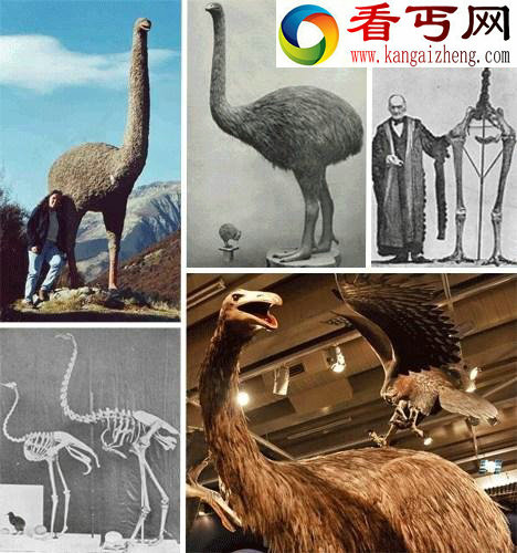 地球曾出现过的14种巨兽