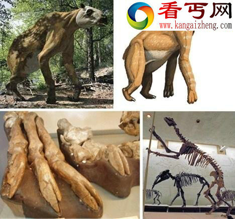 地球曾出现过的14种巨兽