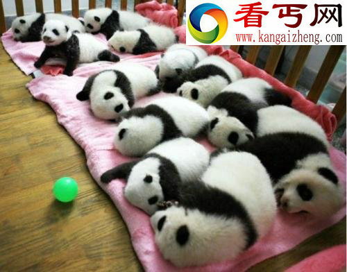 动物萌图北极熊傻傻很可爱