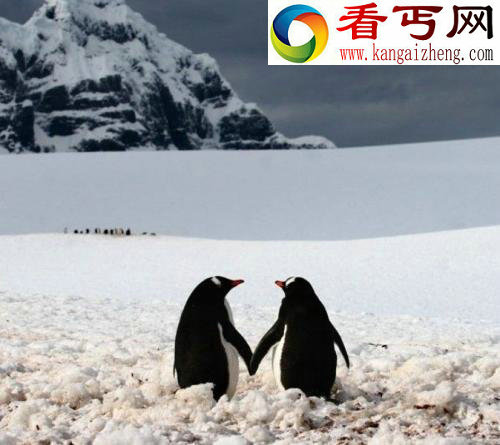 动物萌图北极熊傻傻很可爱