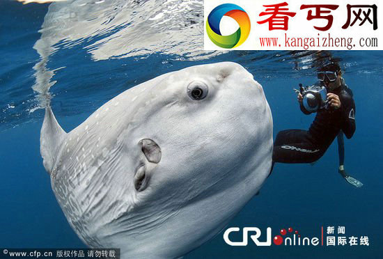 盘点世界怪鱼 神秘翻车鱼很萌