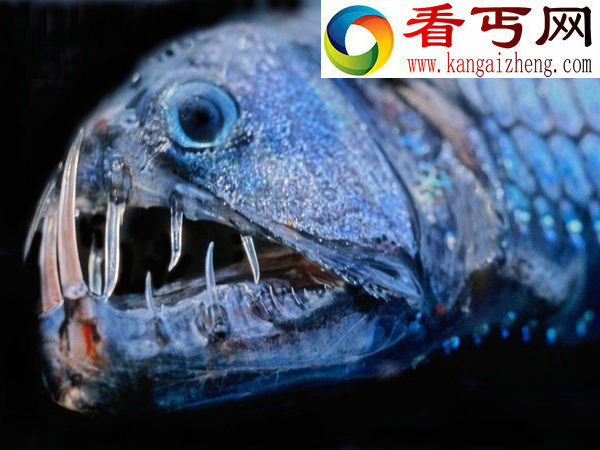 深海怪物地球上最大的节肢动物巨型蜘蛛蟹